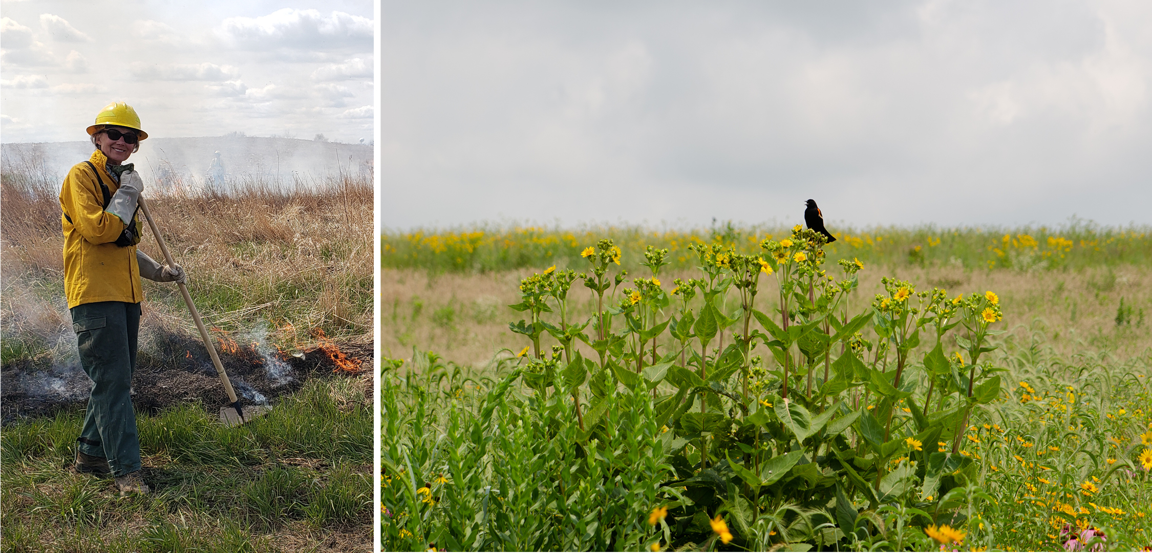 Under Wild Skies - Iowa Landowner Options